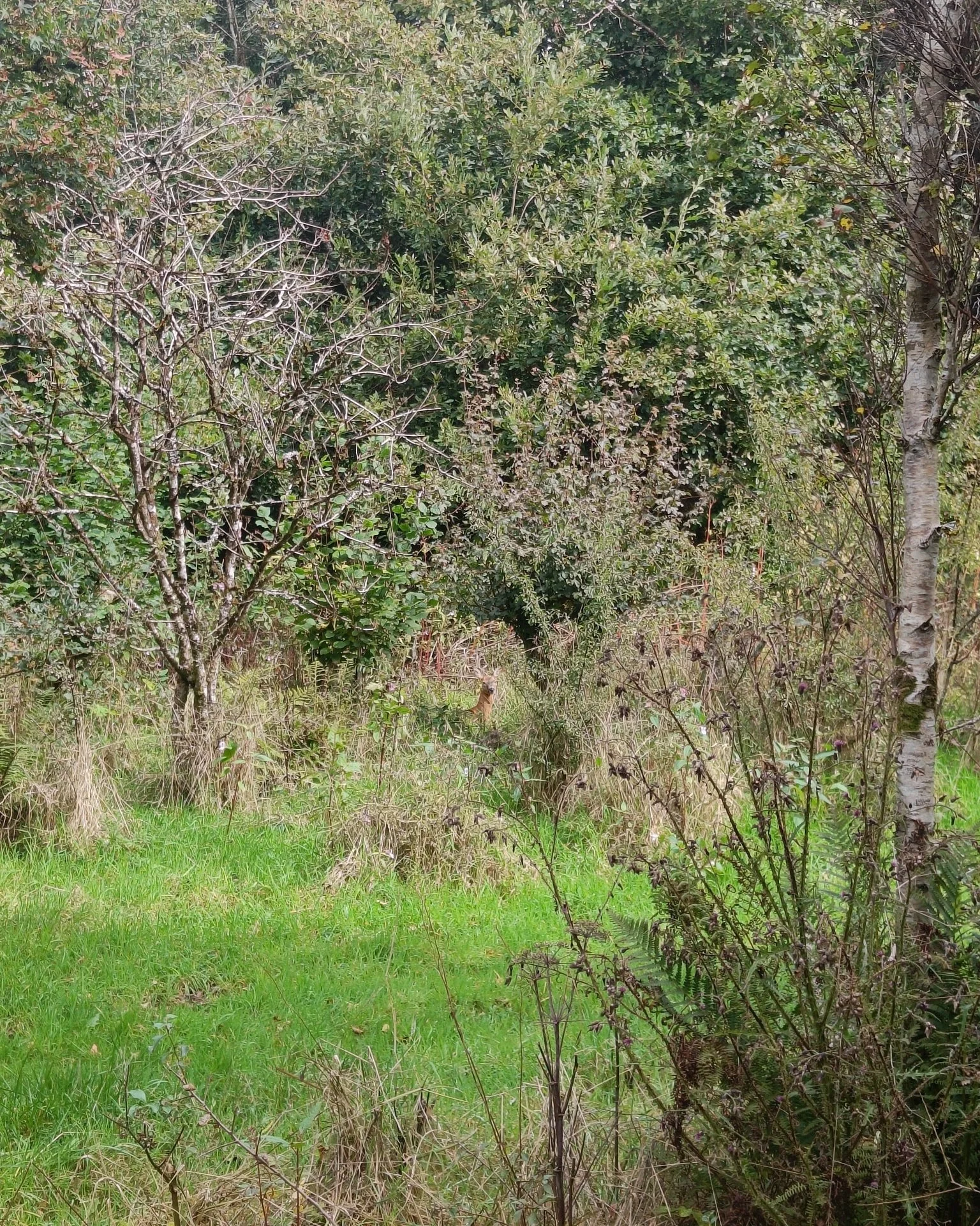 The animal hunt activity on our woodland walk usually involves finding hidden pictures of each species, but you get extra points if you spot the real thing!

 #selfcatering #farmstay #devon #ChildFriendly #holiday #cottage #woodland #woodlandwalk