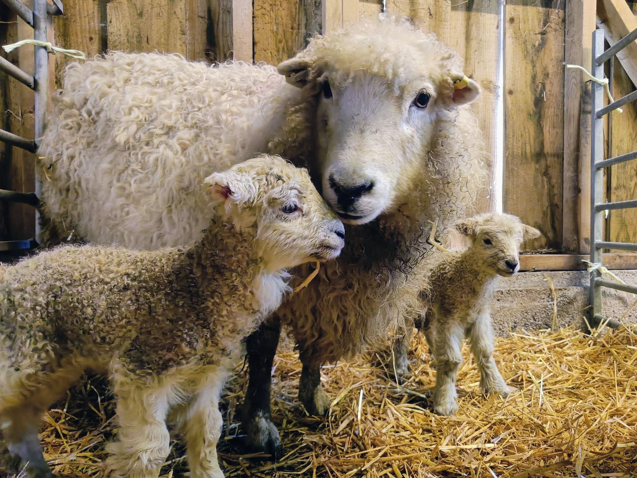 Our first two lambs of the year, and it seems like they've brought the sun with them as well! One boy and one girl, both doing well along with mum

 #lambs #selfcatering #farmstay #devon #ChildFriendly #holiday #cottage