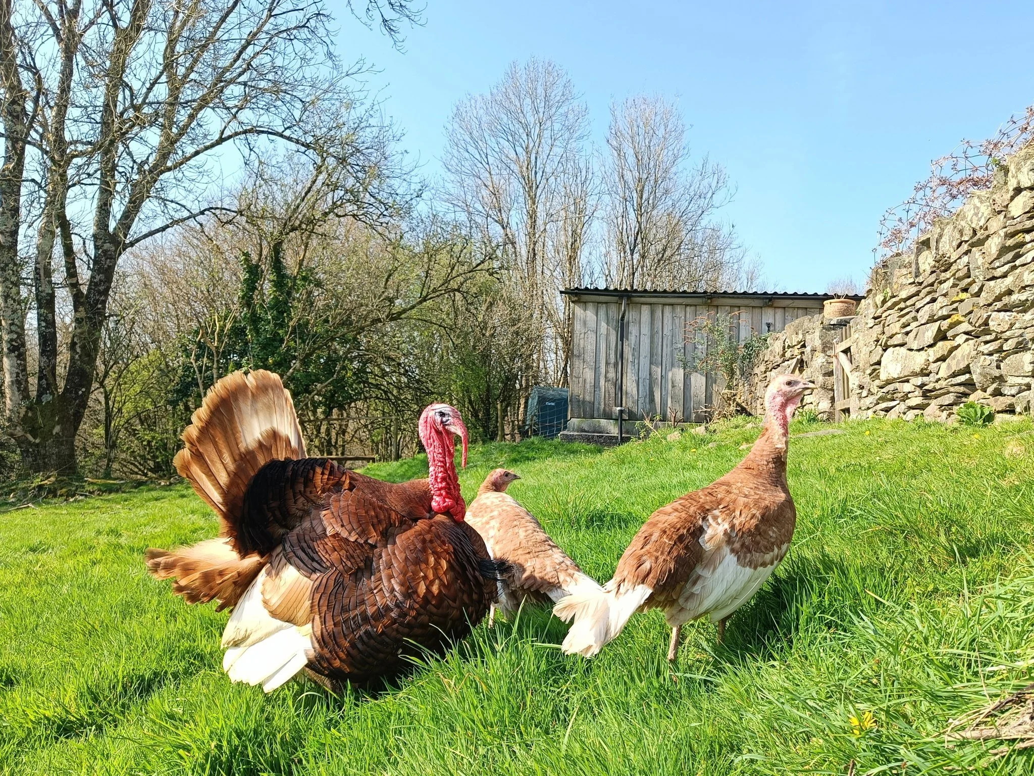 Our turkey, Sprout, is very pleased to have two new lady friends

 #selfcatering #farmstay #devon #ChildFriendly #holiday #cottage