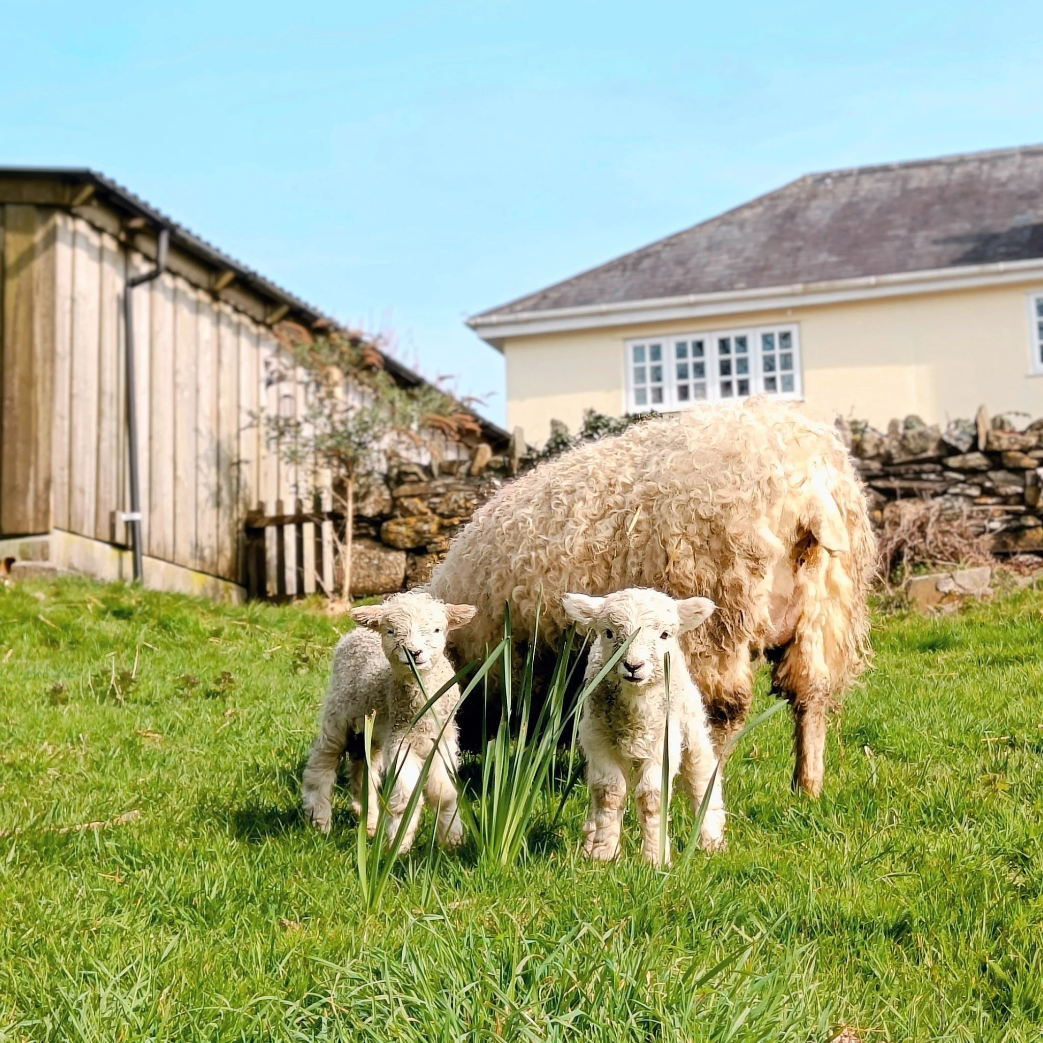 Our two lambs have gone outside onto the grass for the first time today with their mum in the sun

 #selfcatering #farmstay #devon #ChildFriendly #holiday #cottage #lambs #lambs #spring
