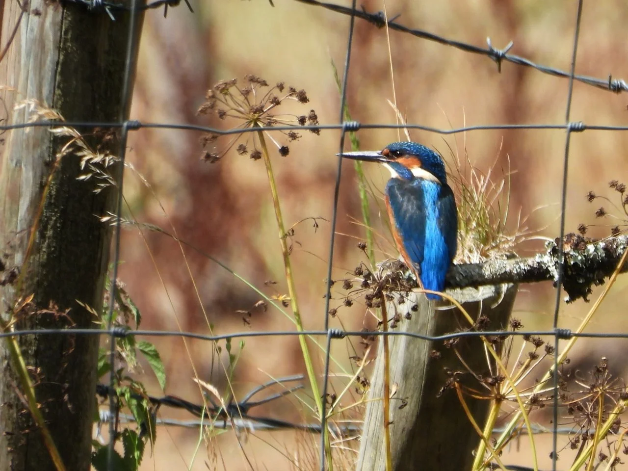 Kingfisher