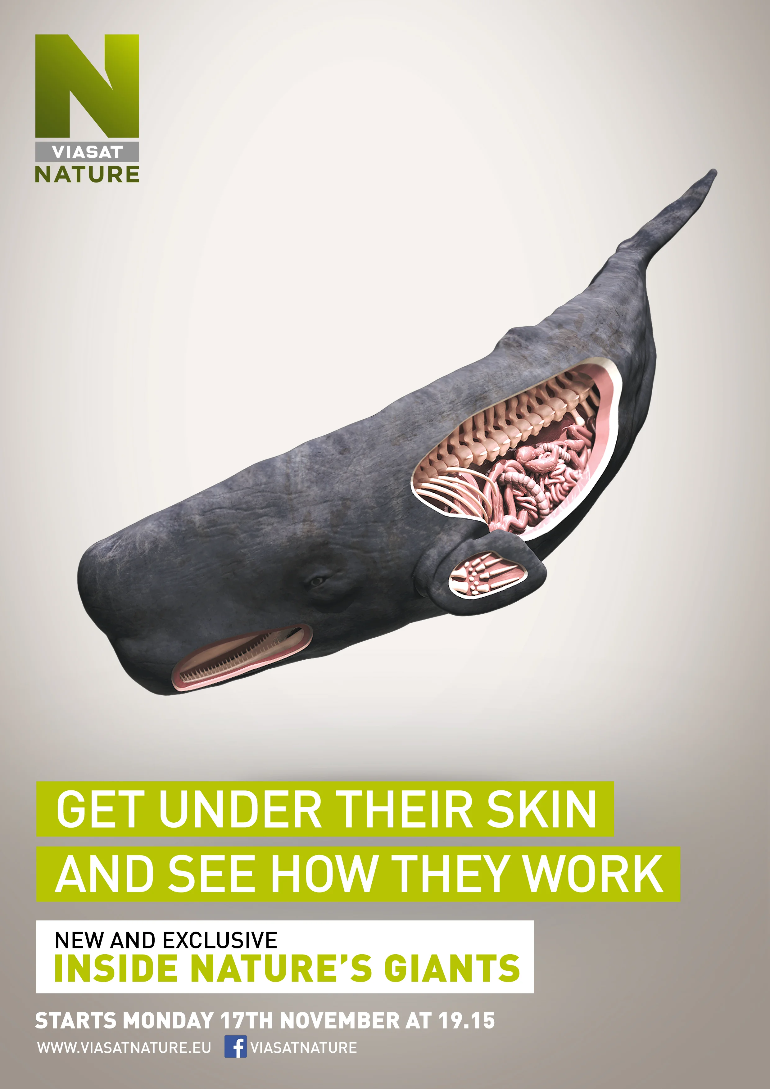  You need a strong stomach to see what’s Inside Nature’s Giants, the award winning series that goes deep inside the worlds largest animals by dissecting them in the field, but that’s just what the brief said; to get under the skin of the Sperm Whale.