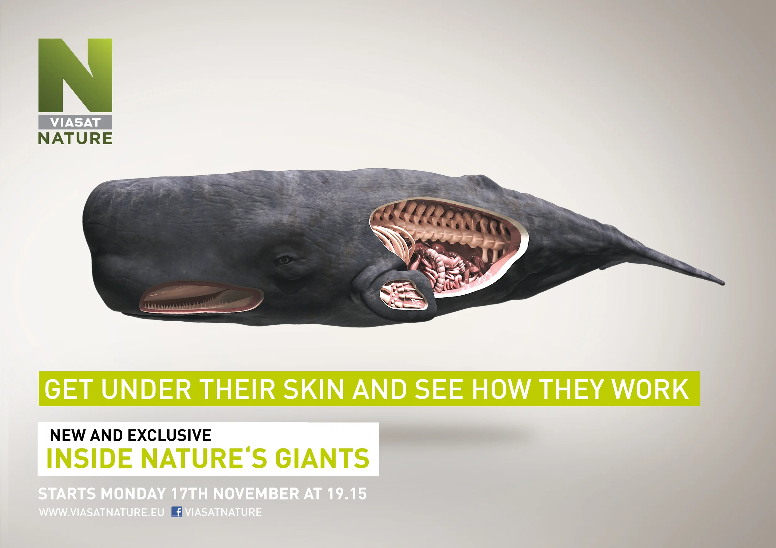  You need a strong stomach to see what’s Inside Nature’s Giants, the award winning series that goes deep inside the worlds largest animals by dissecting them in the field, but that’s just what the brief said; to get under the skin of the Sperm Whale.