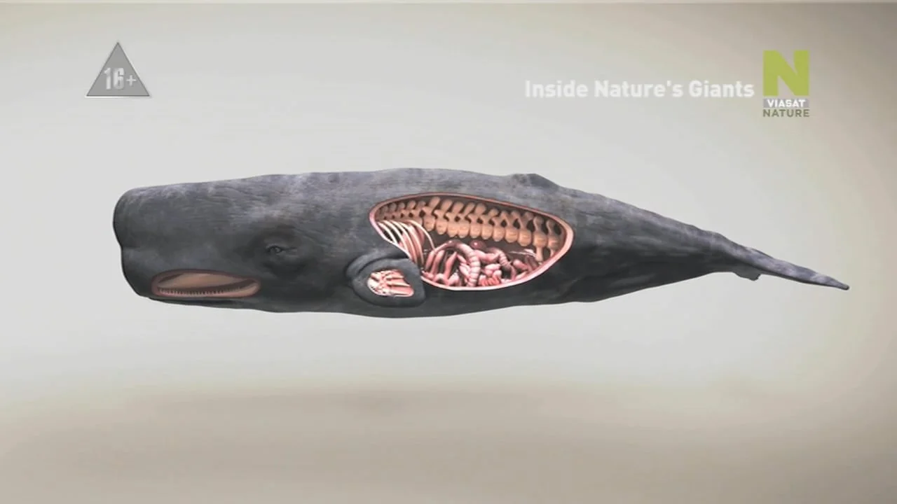 Inside Nature's Giants