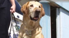 Four4Four Tech | Will tech let animals 'speak'?