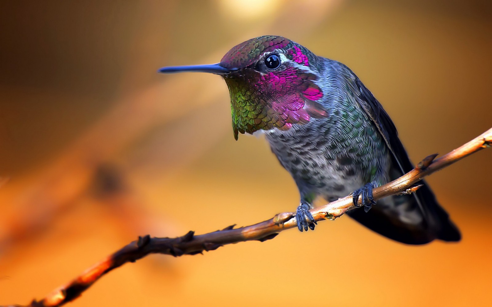 oiseau.jpeg