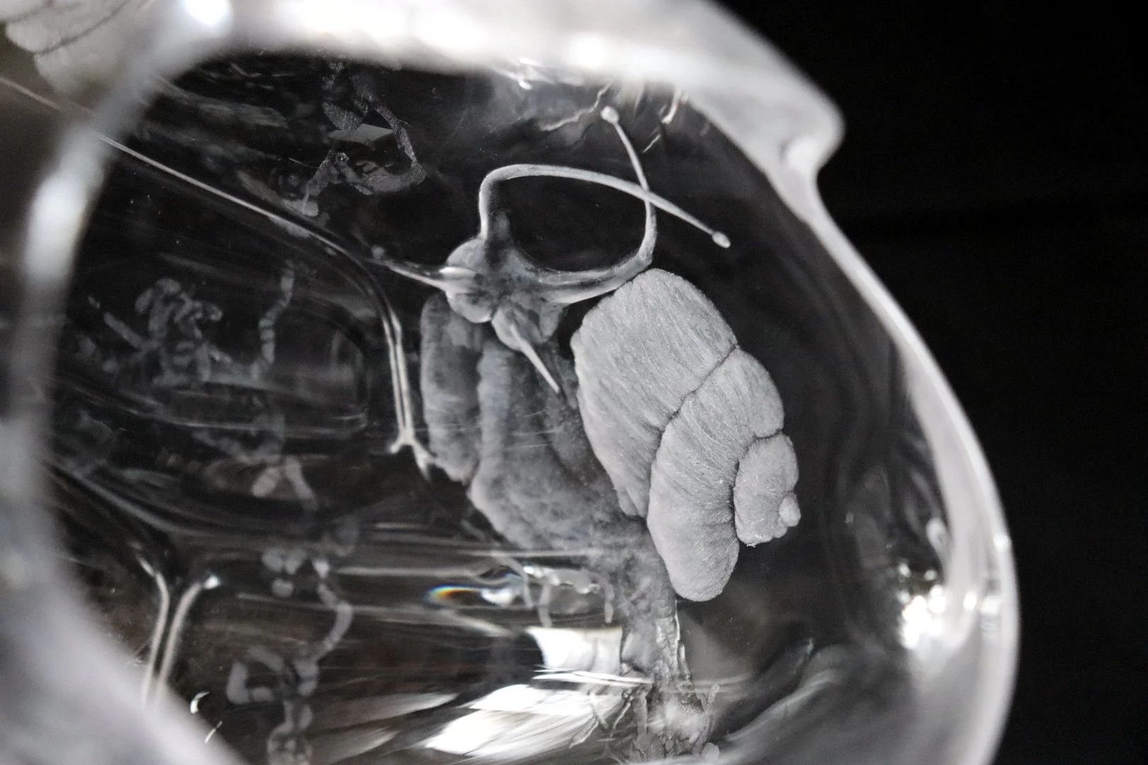 Snail Trails Details 2023 Jenny Mulligan Glass.jpeg