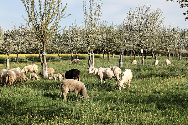 Apfelblüte Anfang Mai