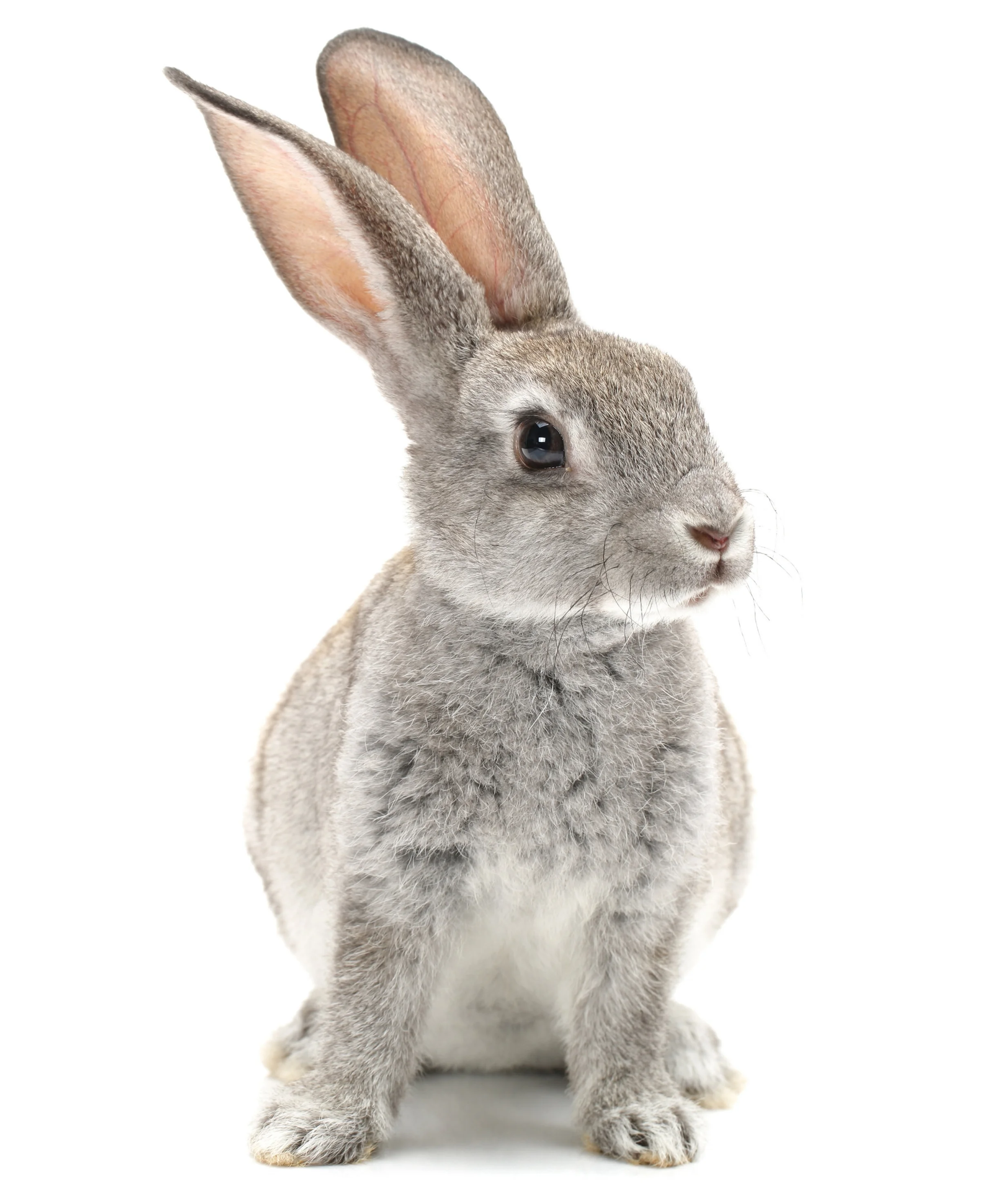 shutterstock_152271494.jpg