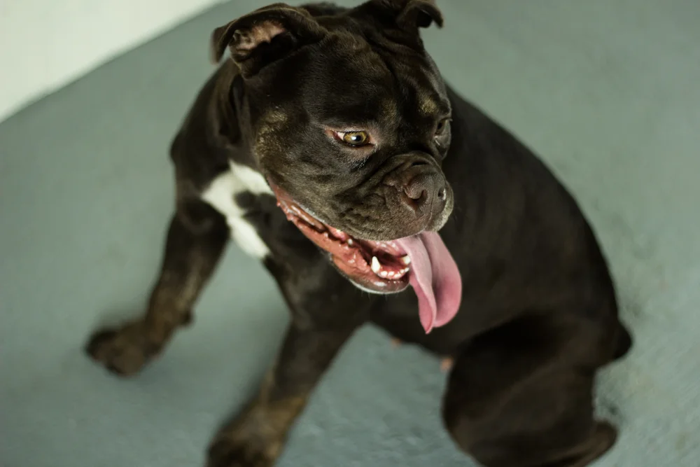 dogs-5.jpg