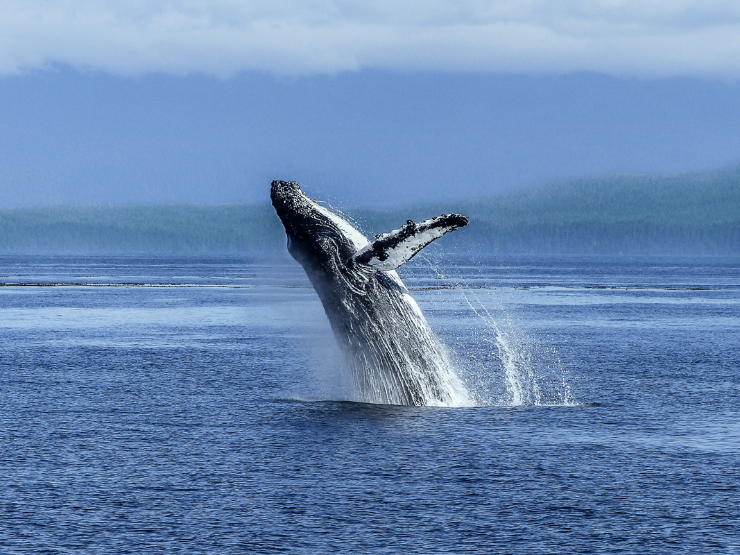 humpback-whale-DR.jpg