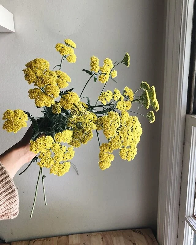 every year these guys peak right as the weather is on the verge of turning into hot steamy summer and mosquitos. so I&rsquo;m over here soaking in every last bit of this spring while I can. 💛🌼 #yarrow #yellow #fireworks #spring