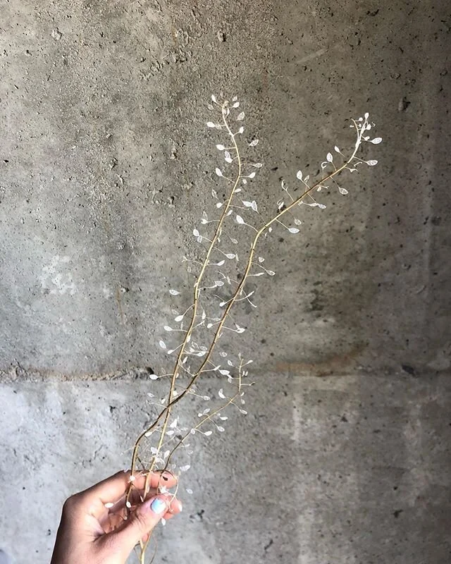 this dried cress, by far one of my favorite discoveries of last year. They remind me of tiny little lunaria #driedcress #emeraldbeadscress #cress