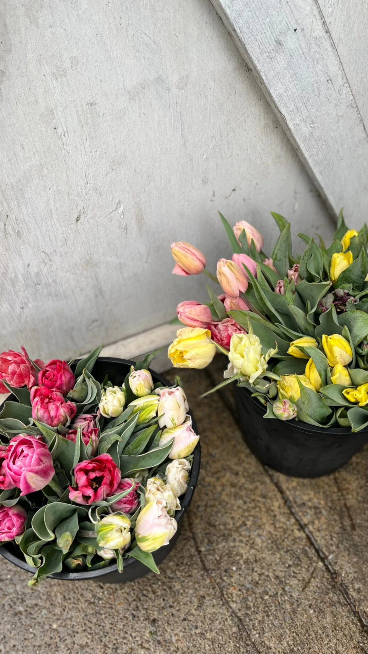 83E5675E-1DFF-4E6E-95FD-A1806D9EFFD1