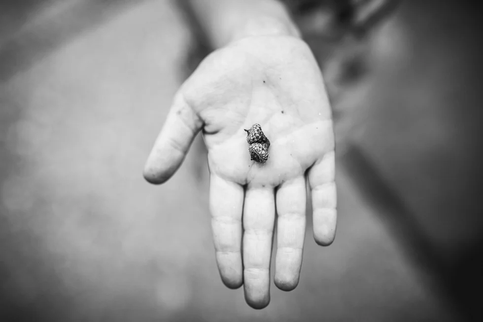acorn in child's hand