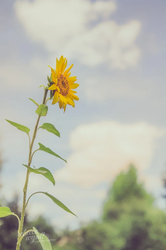 sunflower-1