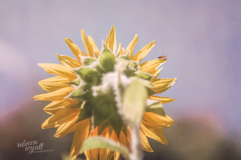 sunflower-3
