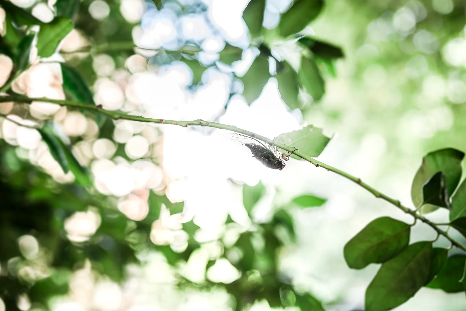 cicada.8.29-1.jpg