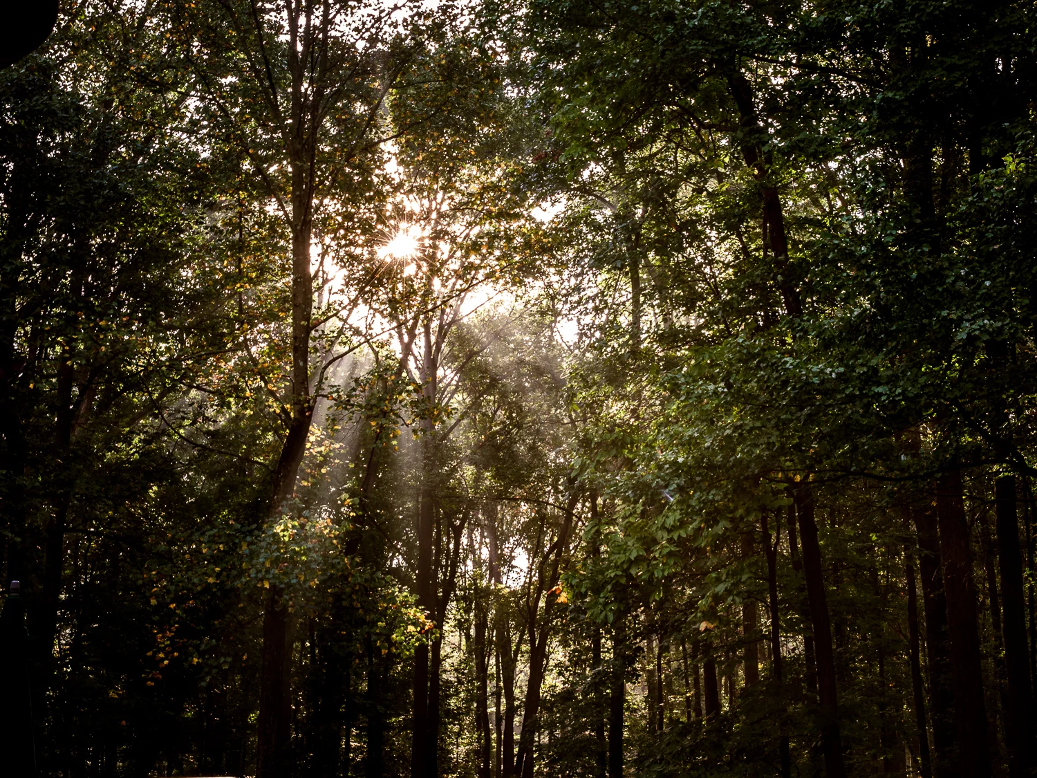 rebecca_wyatt_light_in_trees-1.jpg