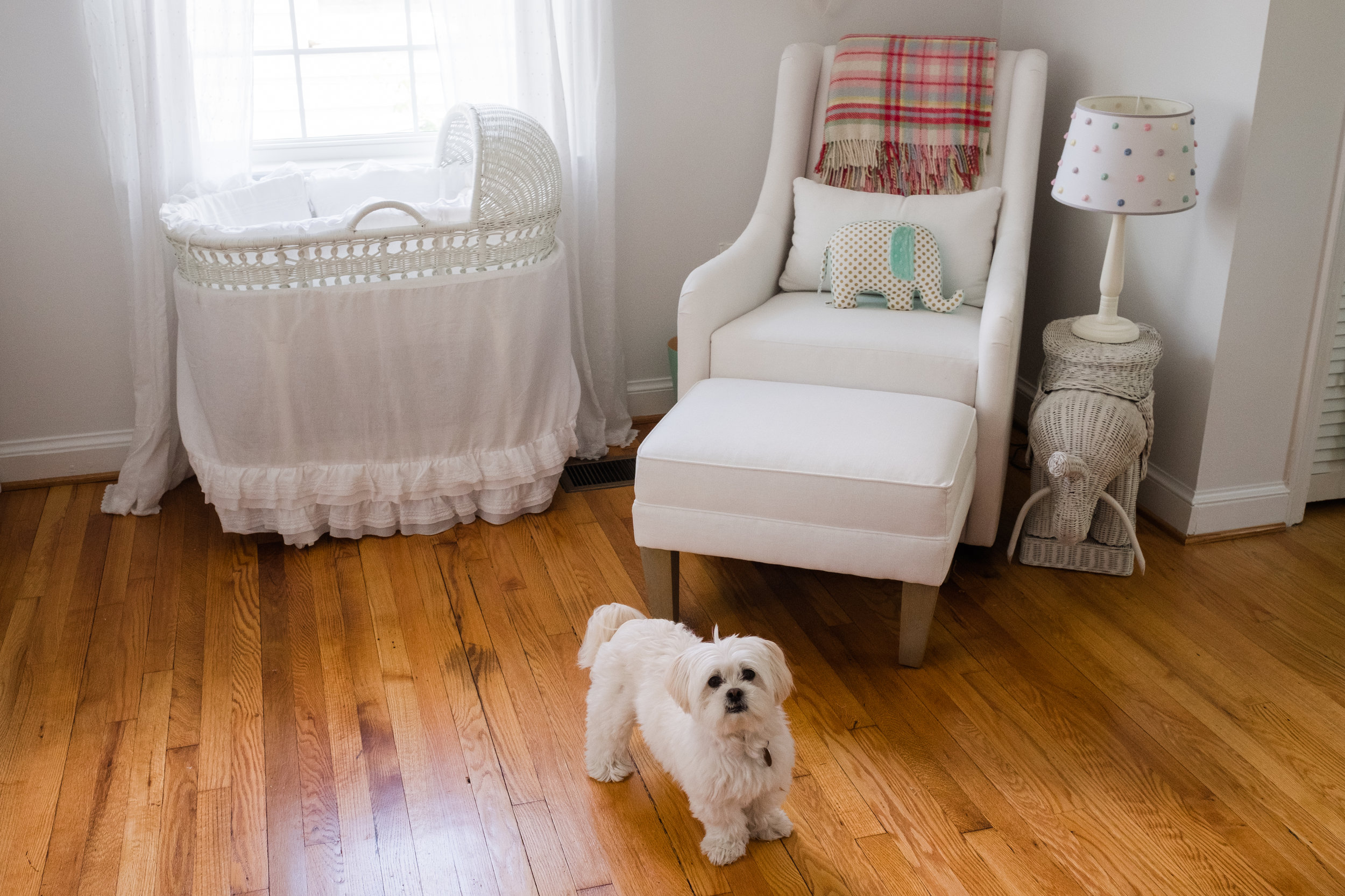 Nursery view chair by window with adorable family puppy dog