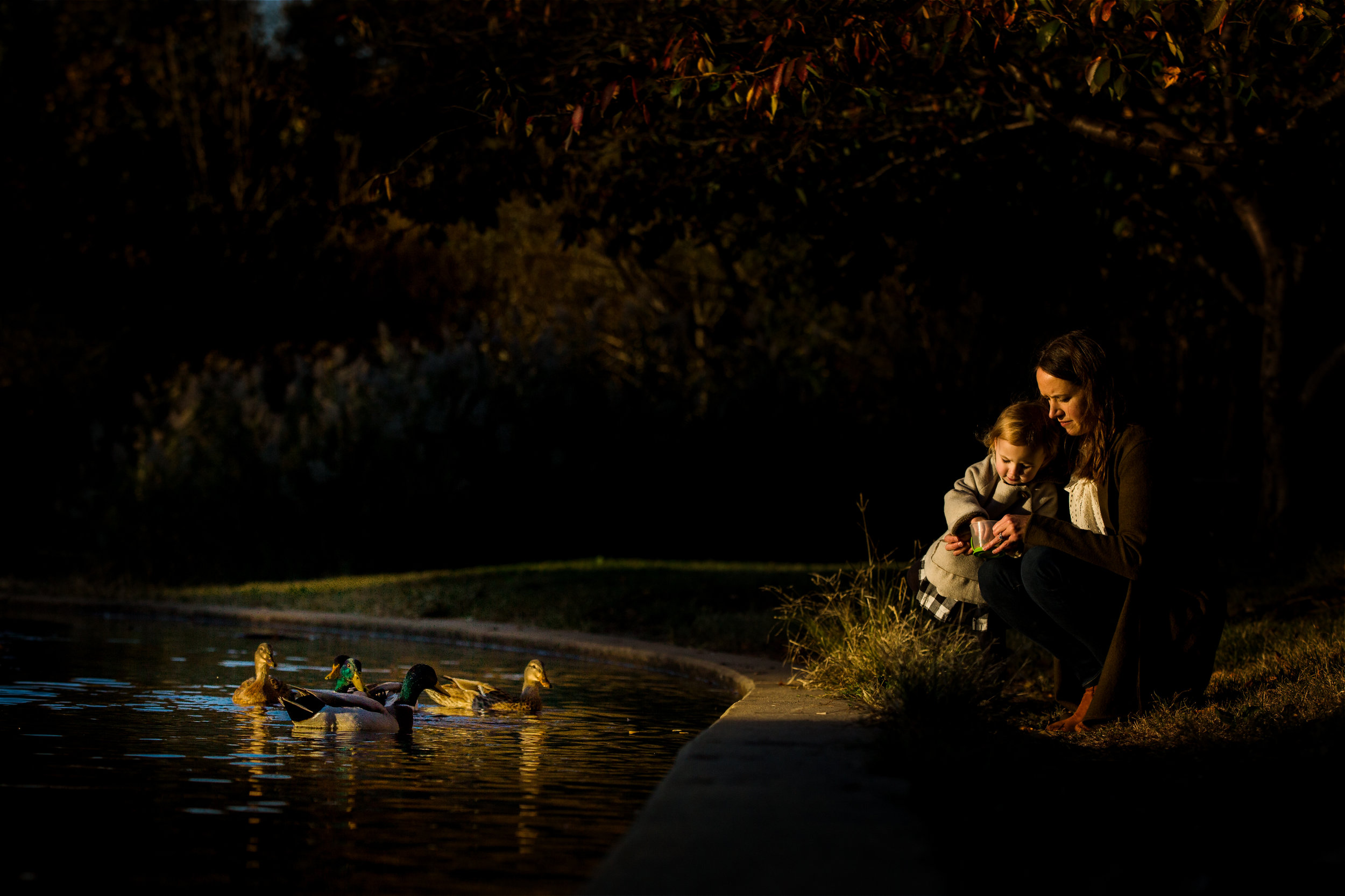 golden lit ducks are fed by little girl and her mother