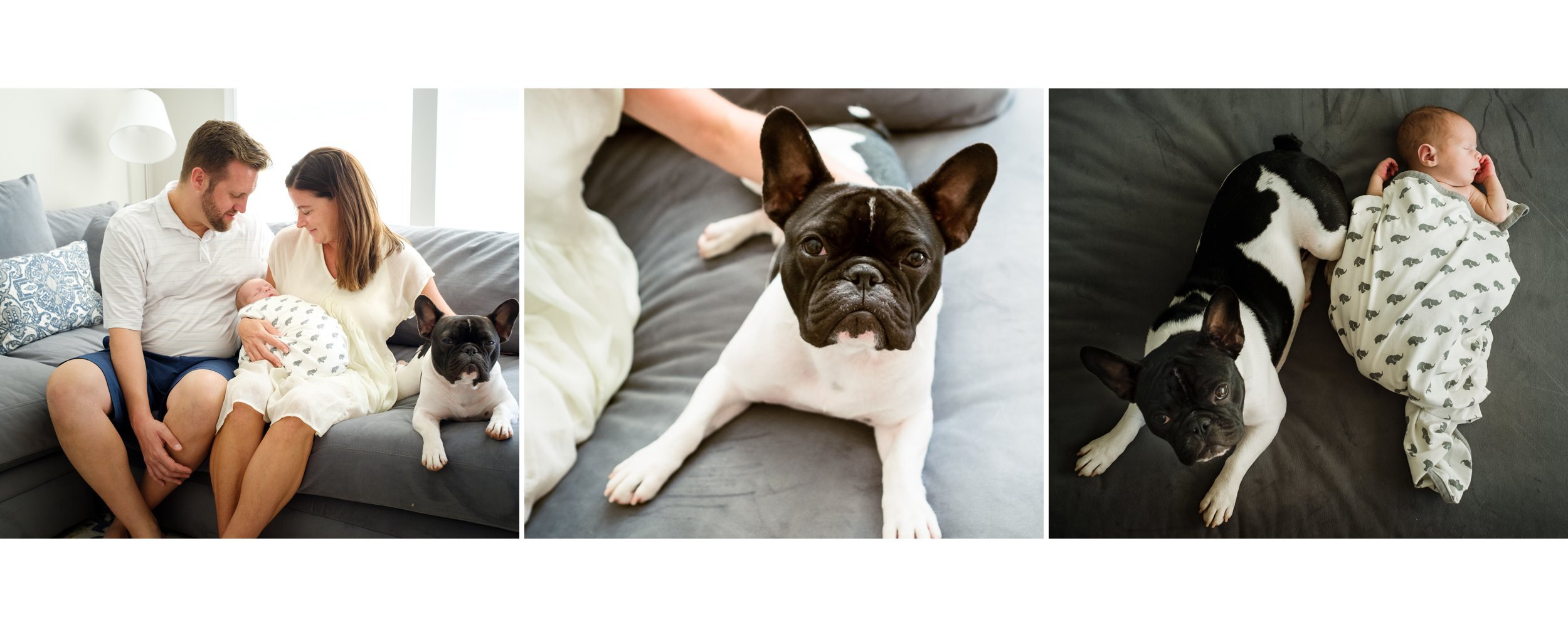 in home newborn family photographs with infant boy and family French bulldog