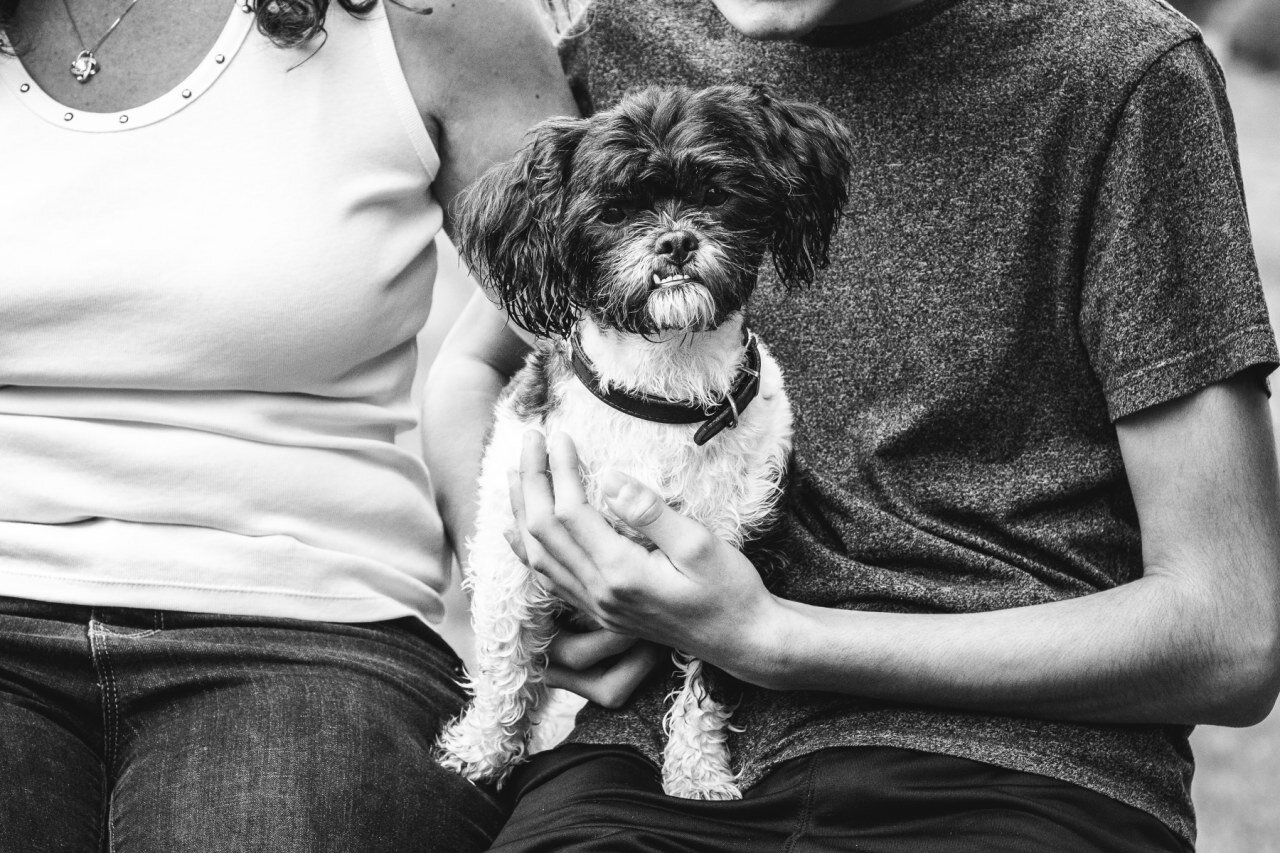 cute-black-and-and-white-dog-looking-at-camera-in-owners-lap.jpg