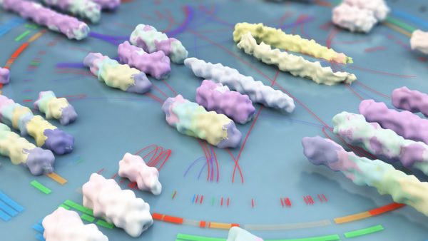 Extra copies of normally paired chromosomes. Variations in chromosome color show where DNA has become rearranged and duplicated within and between chromosomes.