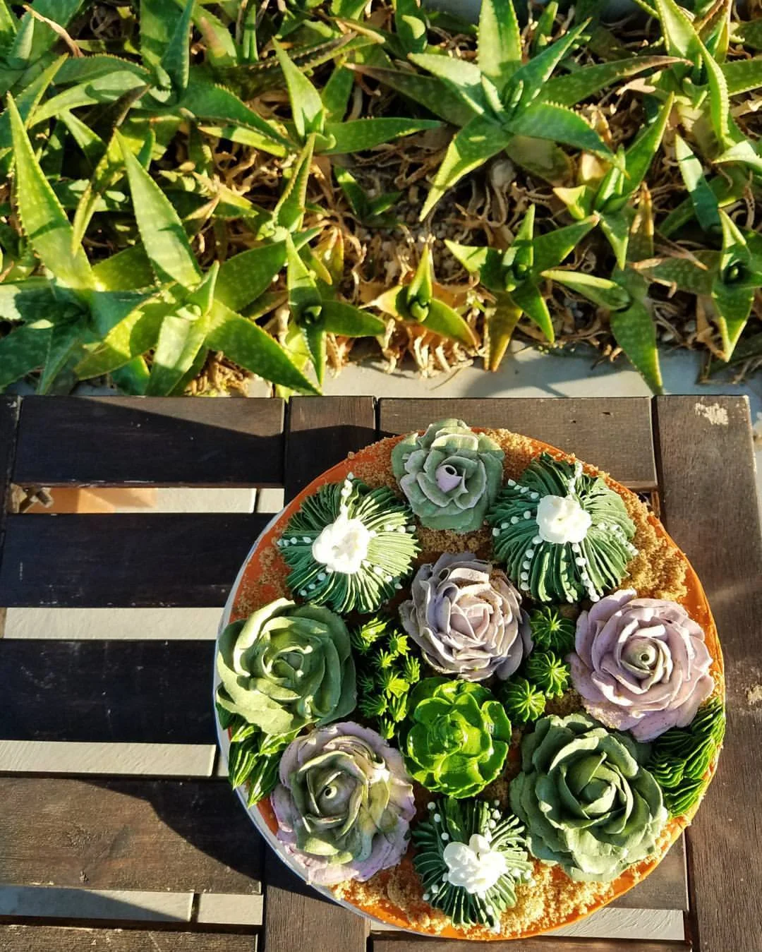 cacti2.jpg