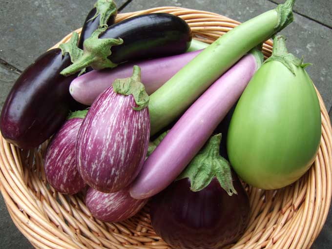 eggplant-harvest.jpg