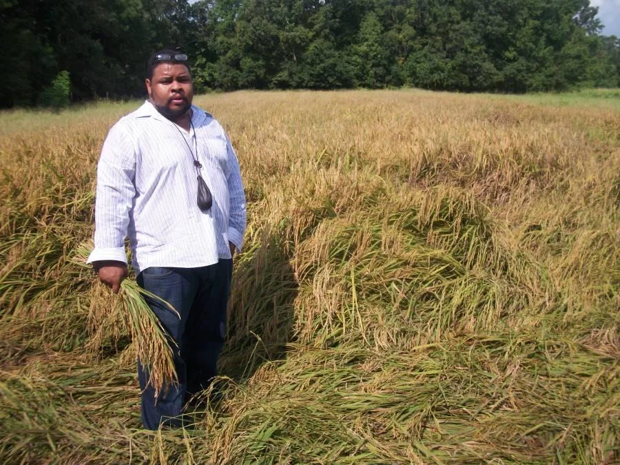 Culinary historian Michael Twitty harvests rice in South Carolina. Twitty talks about exploring his ancestry on The Southern Discomfort Tour. CREDIT MICHAEL TWITTY