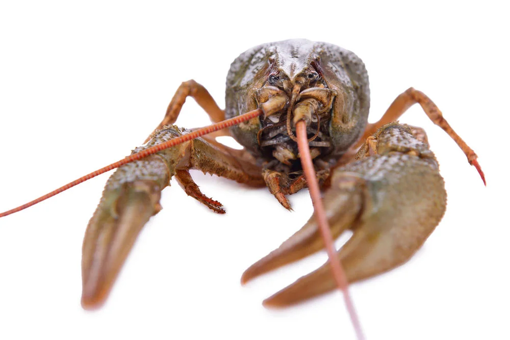 crawfish.jpg