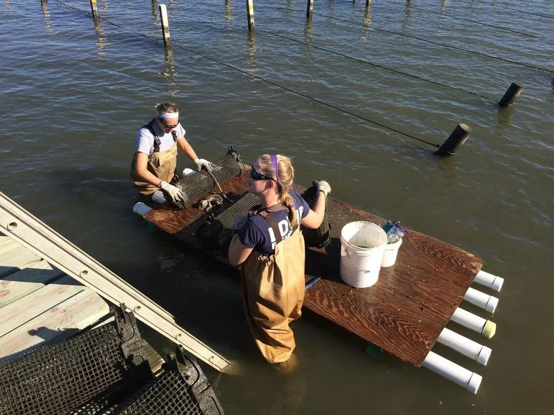 Two marine biologists working triangular cages used in raising the baby oysters, known as spat. POPPY TOOKER