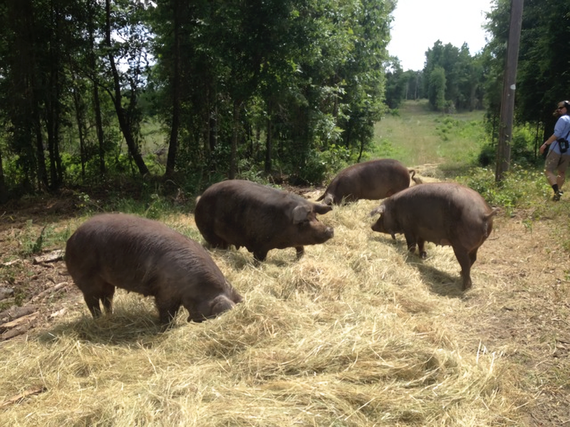 pigs_in_the_forest_large.png