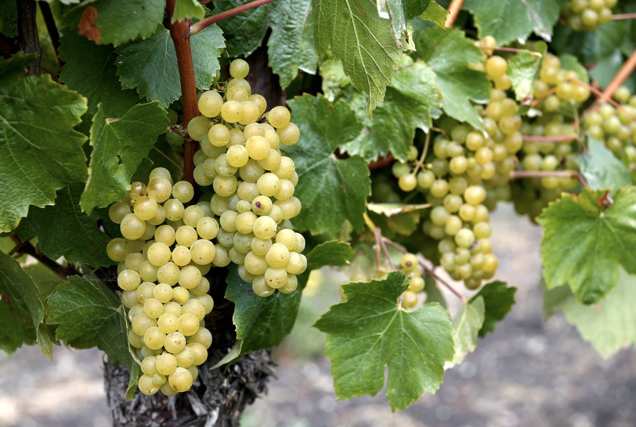 A Toast To The Vine