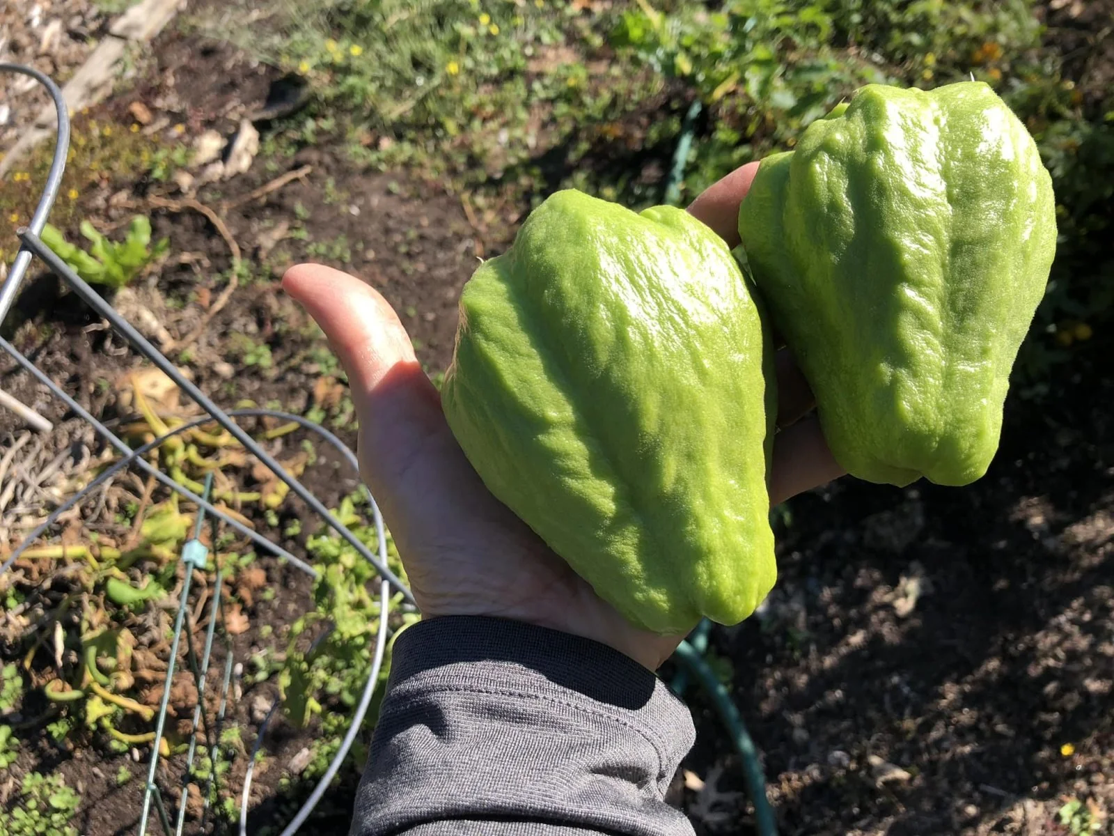 Grow Your Own Groceries