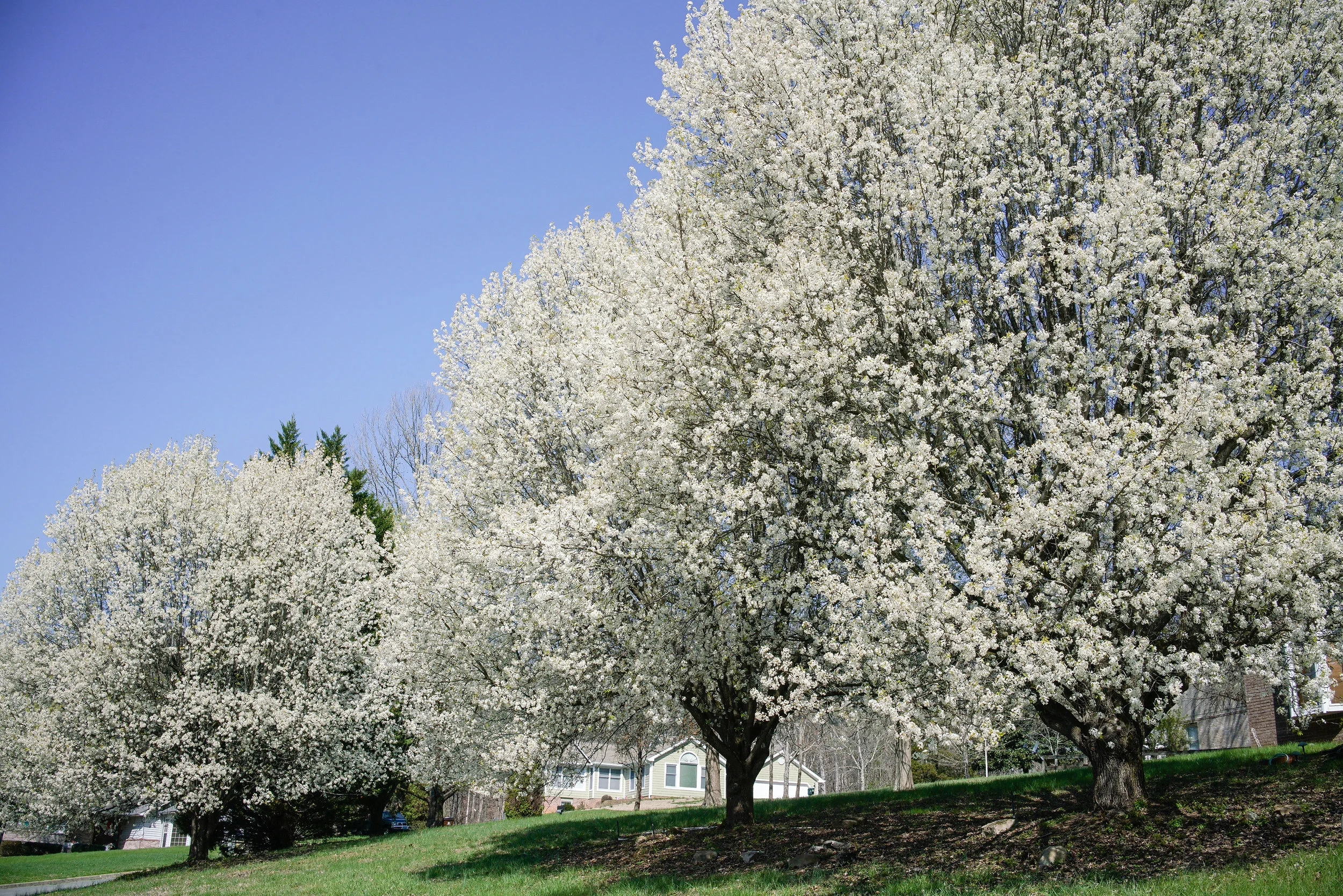 Pear-03721-3200.jpg