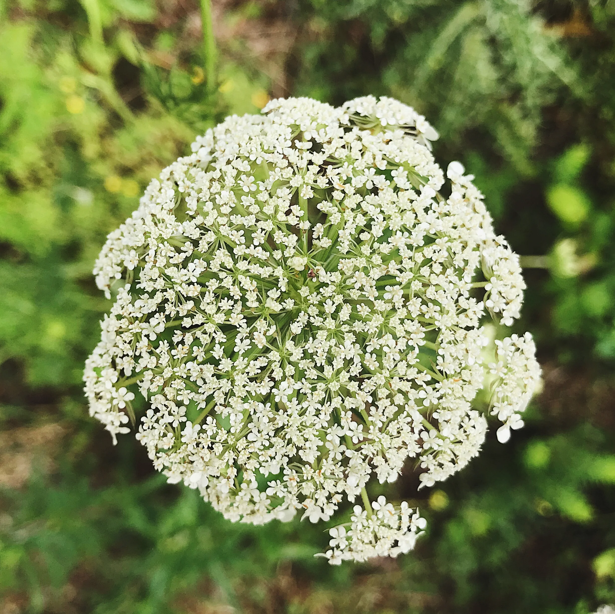 Wildflower Walk in East Tennessee | Spring / Summer