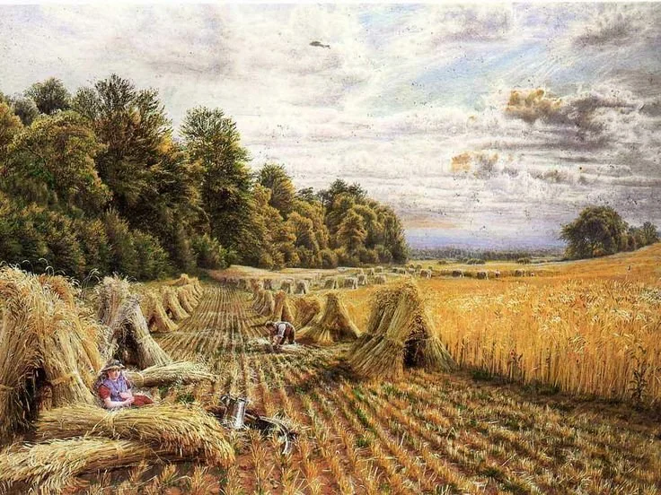 Corn