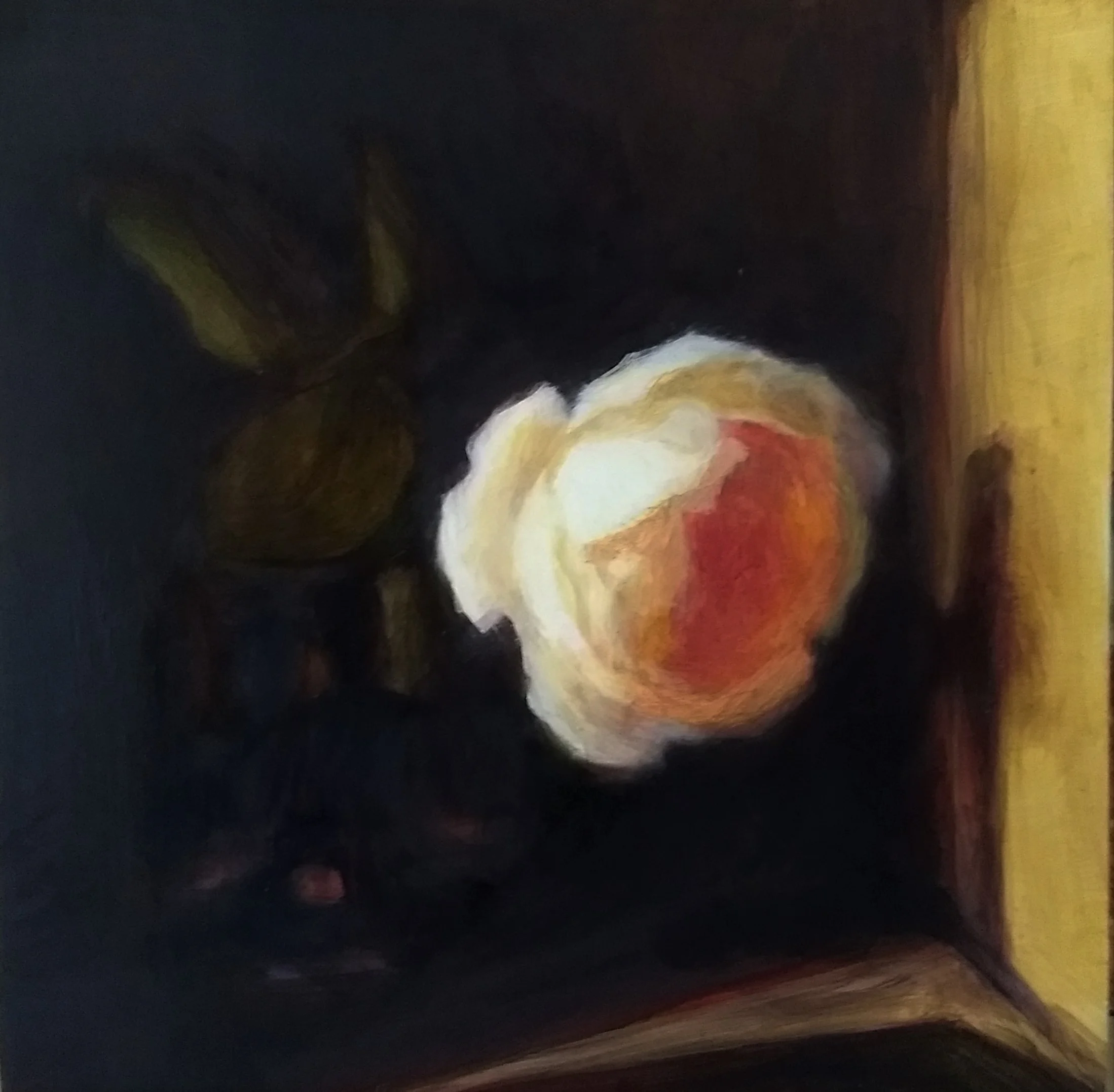 David Austin rose