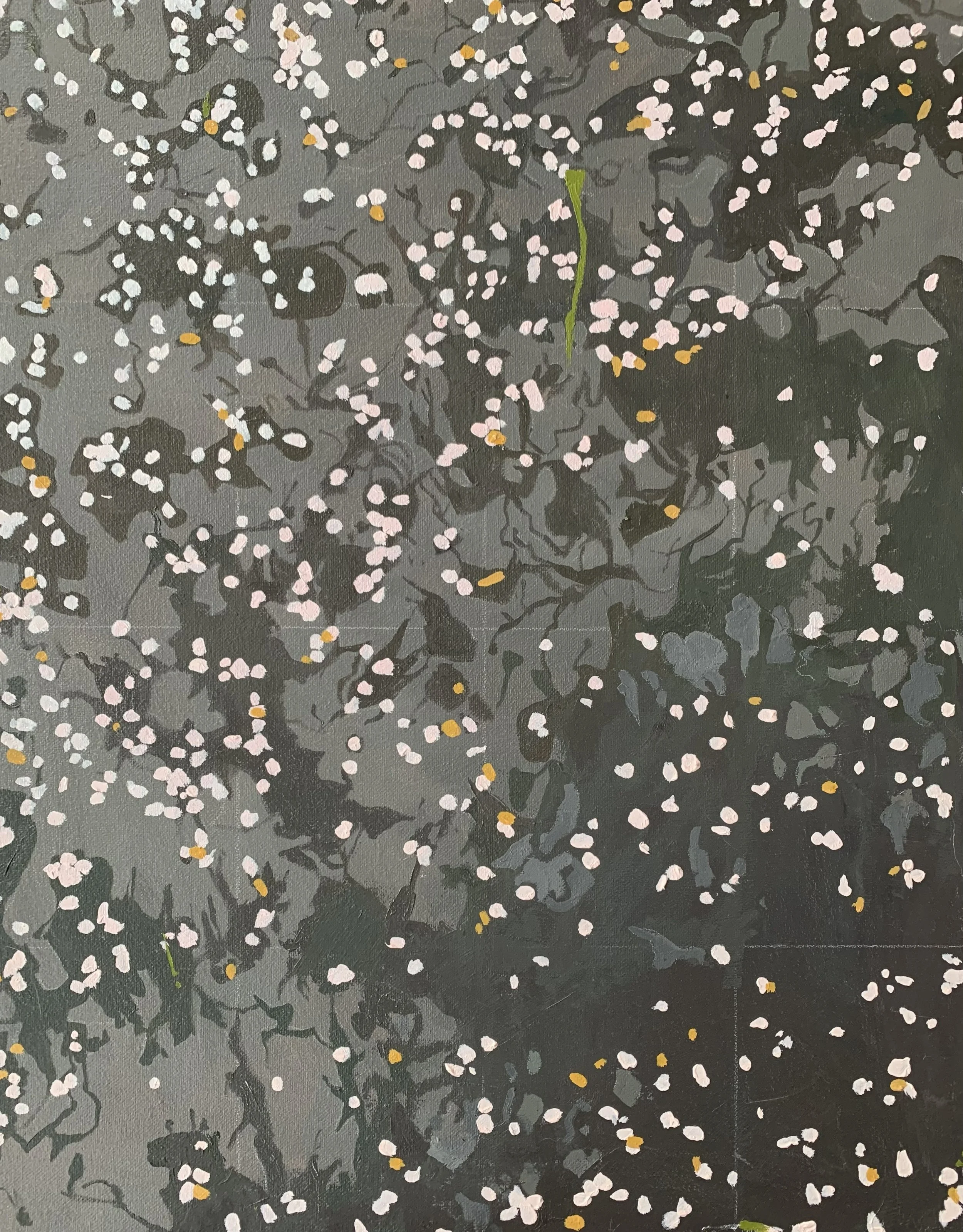 cherry blossoms.jpg