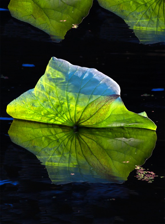 Wakaba (new leaf) archival print 30” x 40” 2016
