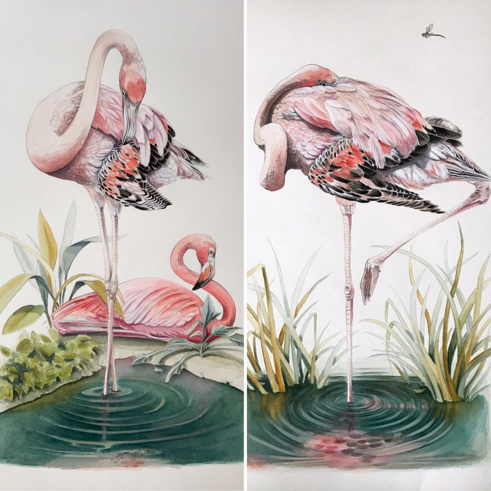 Audubon classique Flamingo illustration Notelet Cartes Pack de 5 A6 & Envs Blank