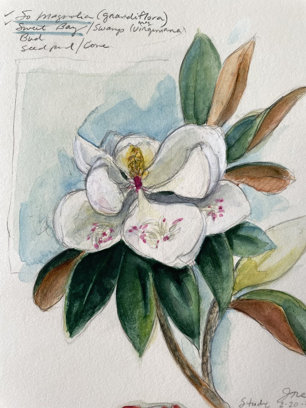 Southern Magnolia Sketchbook Page PRINT 8x10 — Jan Dicks