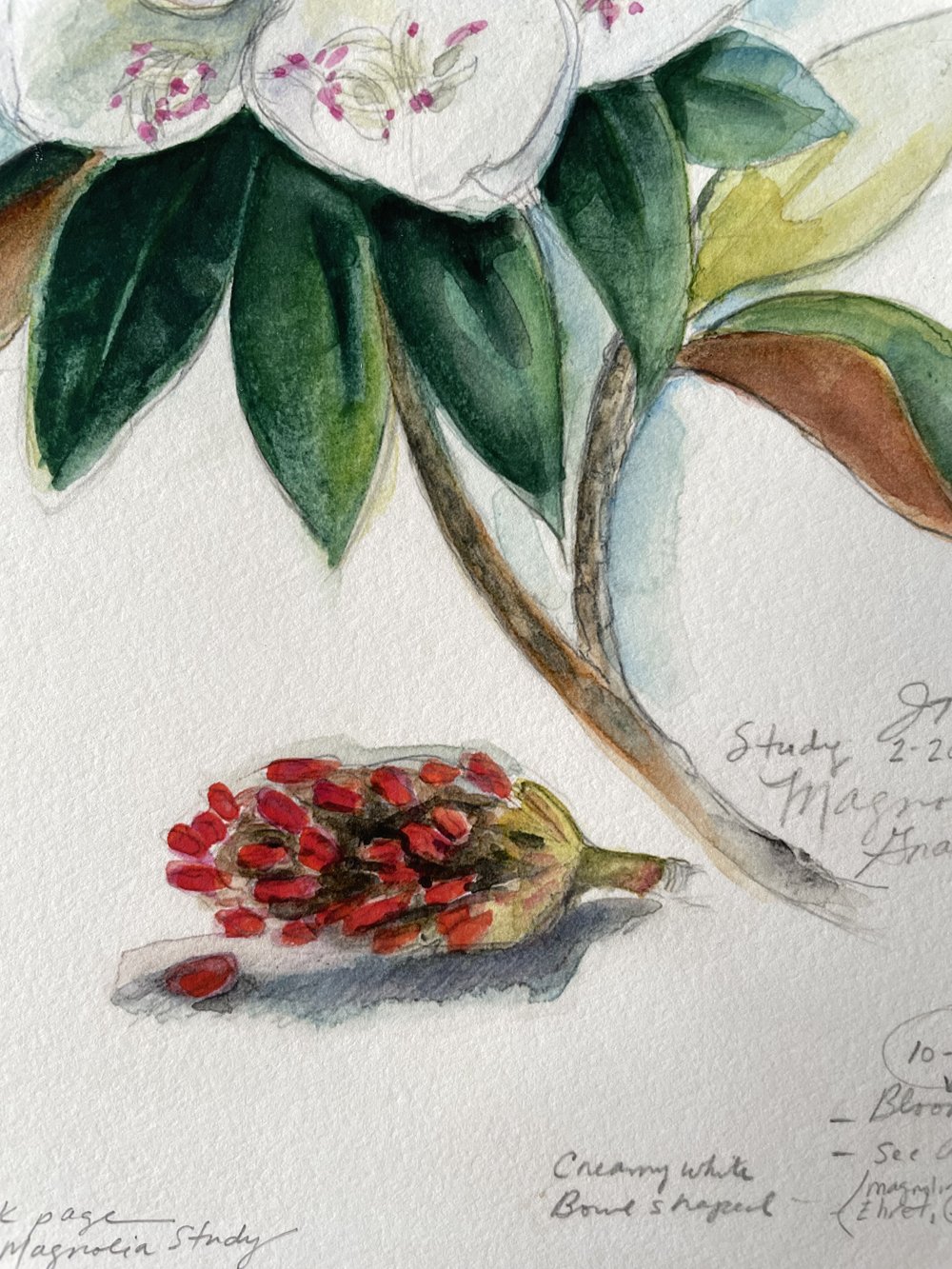 Southern Magnolia Sketchbook Page PRINT 8x10 — Jan Dicks