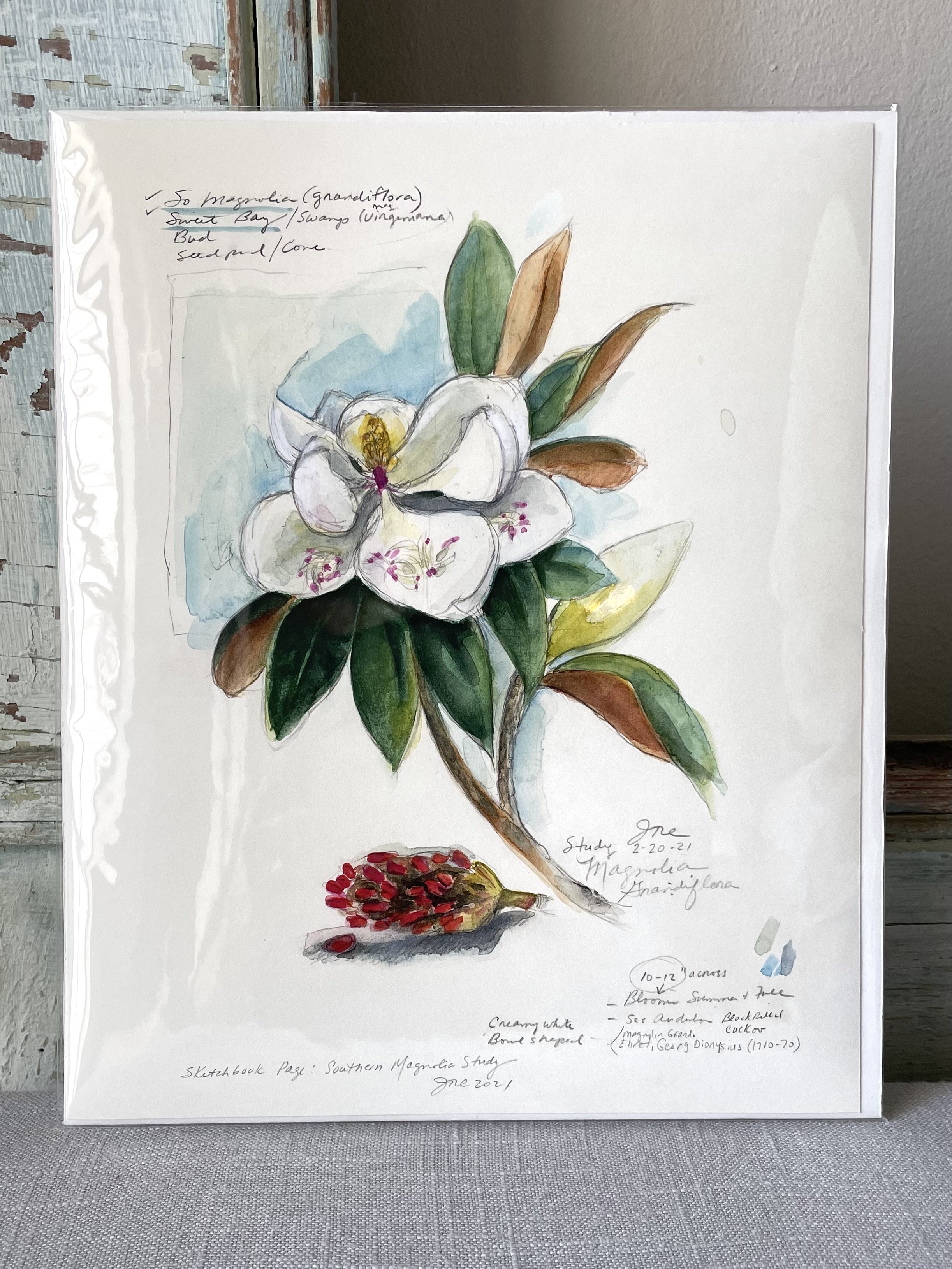 Southern Magnolia Sketchbook Page PRINT 8x10 — Jan Dicks