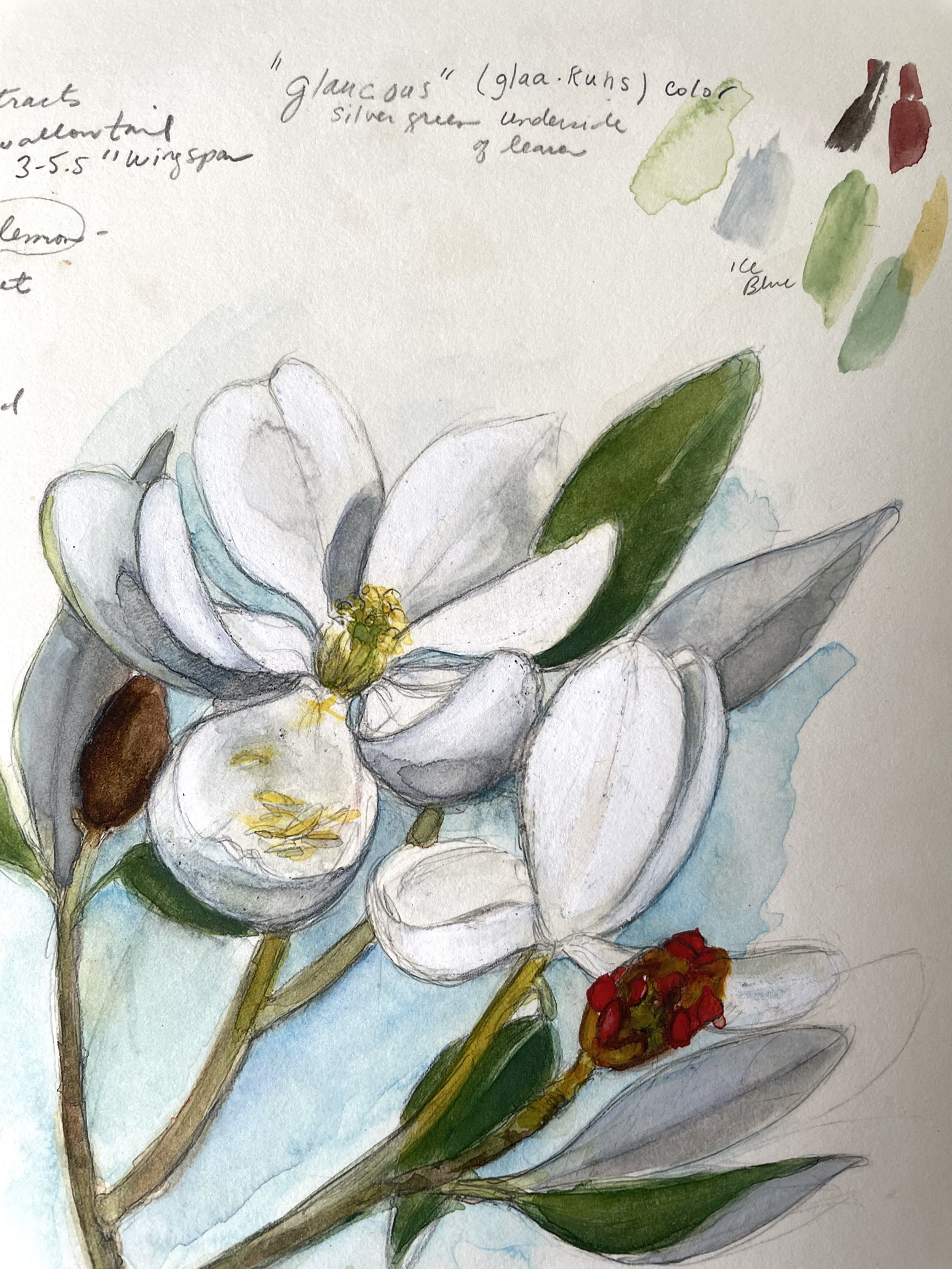 Sweet Bay Magnolia Sketchbook Page PRINT 8x10 — Jan Dicks