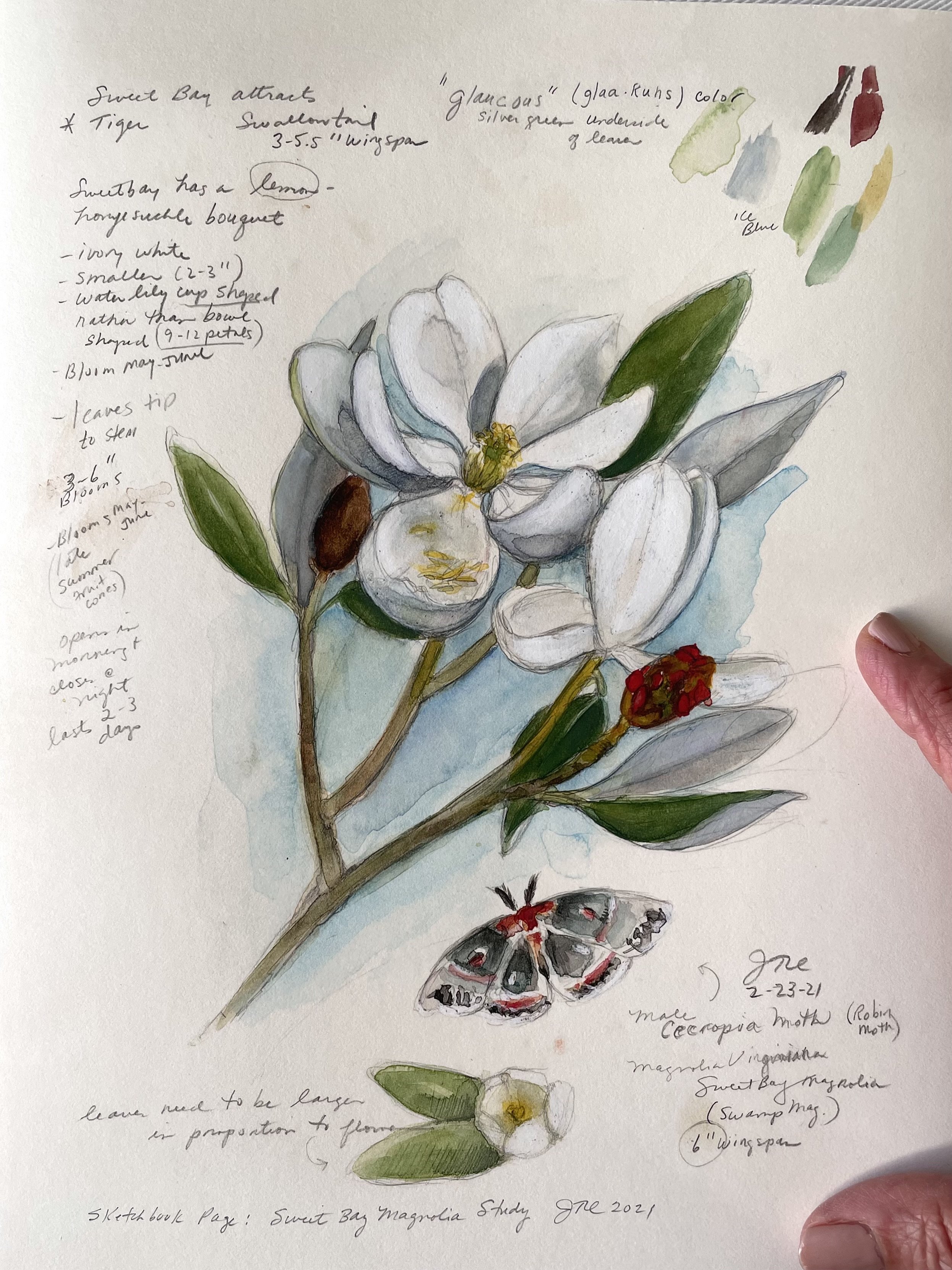 Sweet Bay Magnolia Sketchbook Page PRINT 8x10 — Jan Dicks