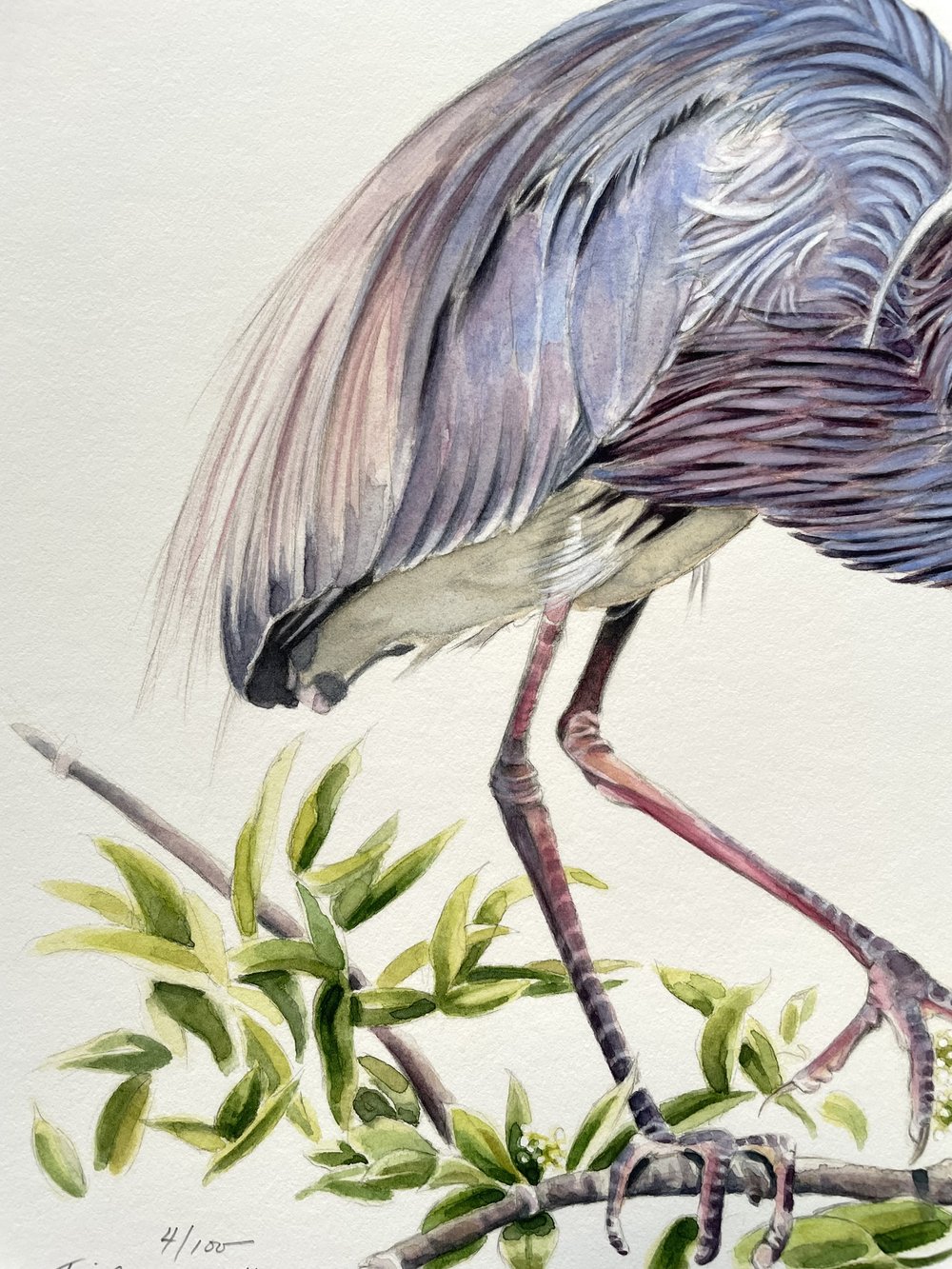 Bird Canvas - Great Blue Heron 18 mesh handpainted 4 Sq. Needlepoint  Canvas by Danji Designs