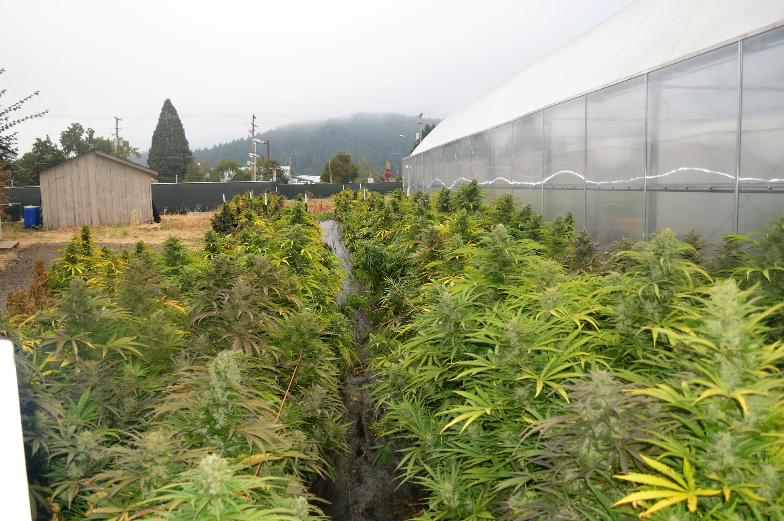 A block of plants we recently harvested - grown out as a model of commercial production. 
